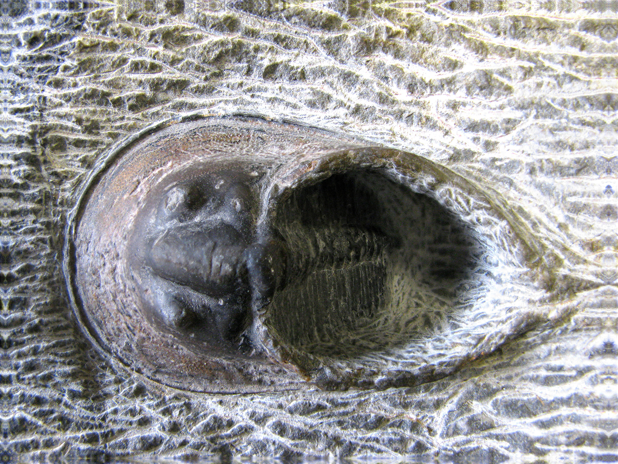 paraharpes-2 (UL-A 0006)