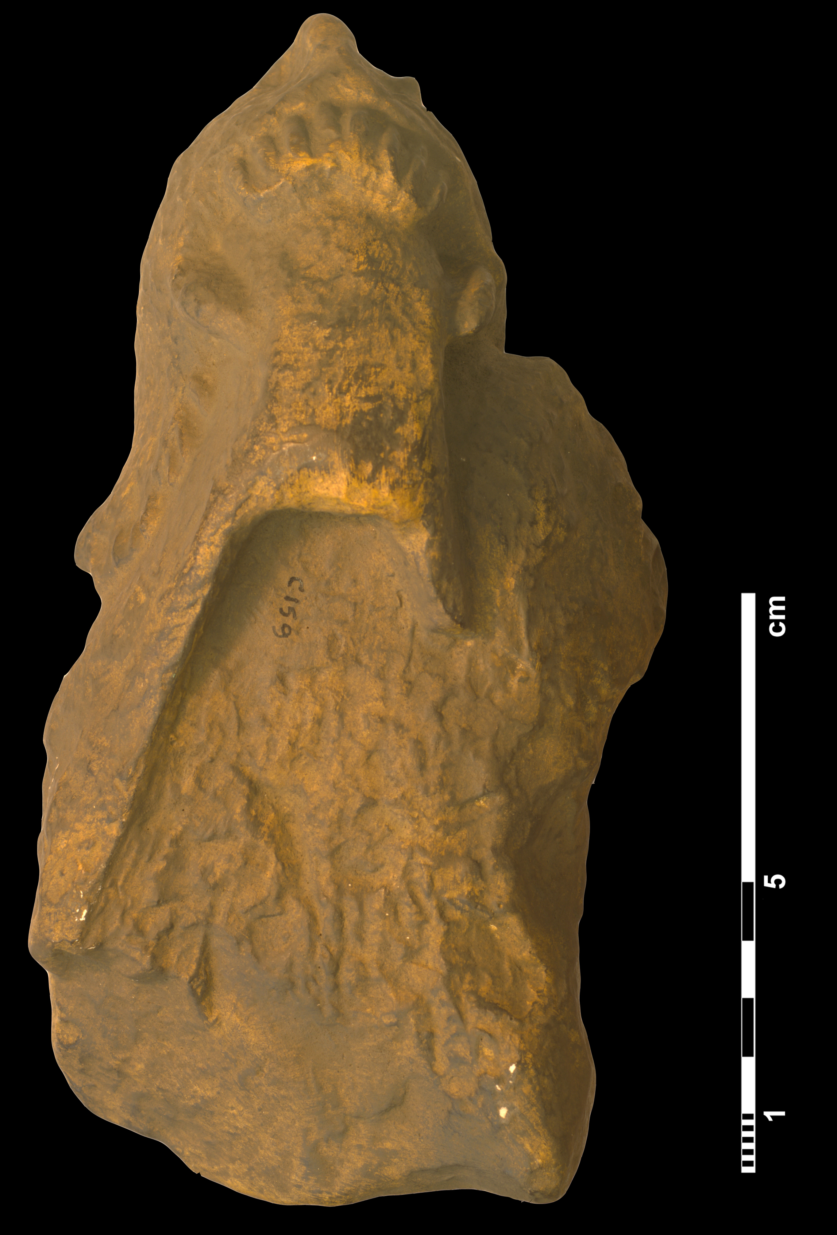 arctognathus_curvimola-4 (C159)