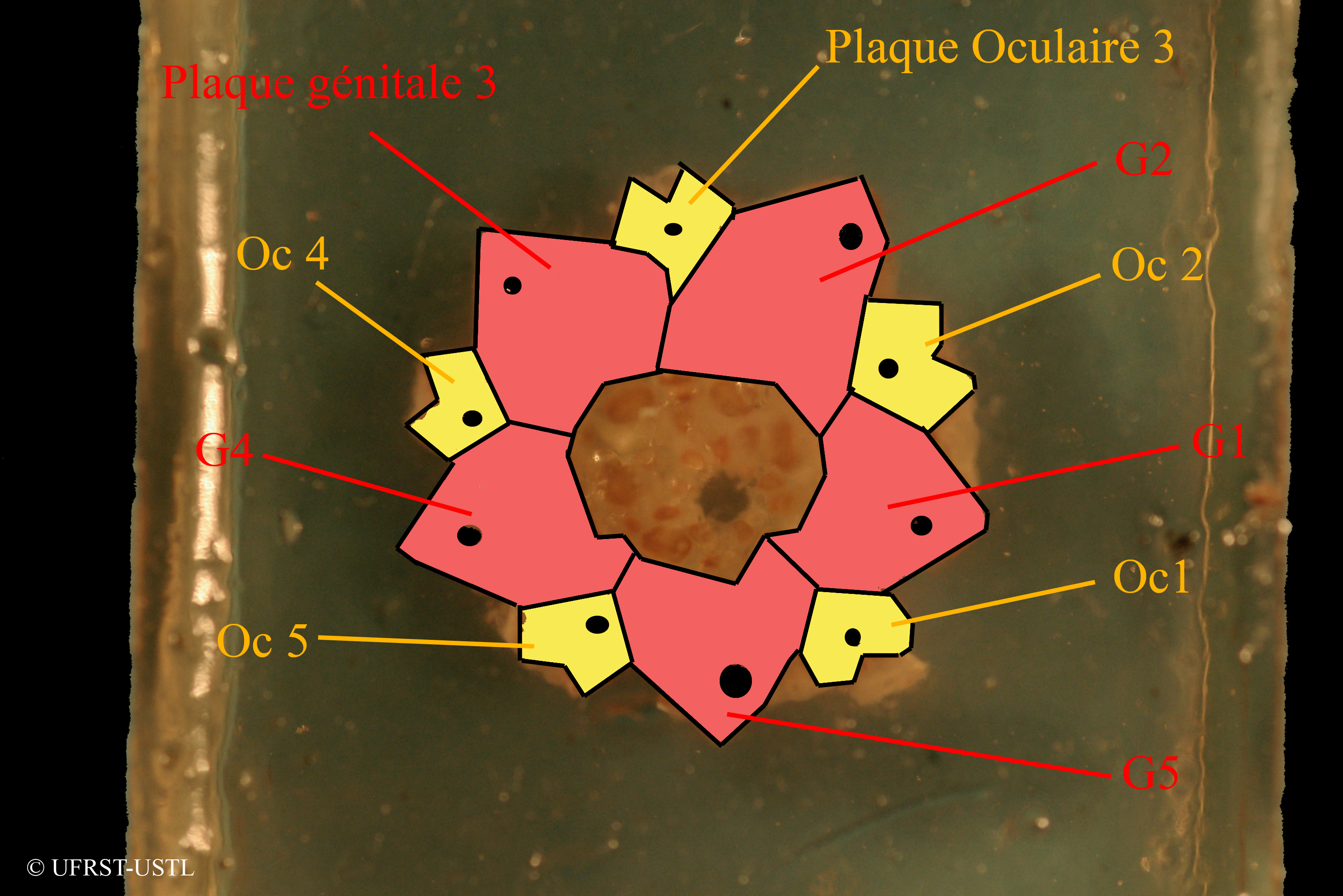 euechinoidea-3 (UL-E 0247)