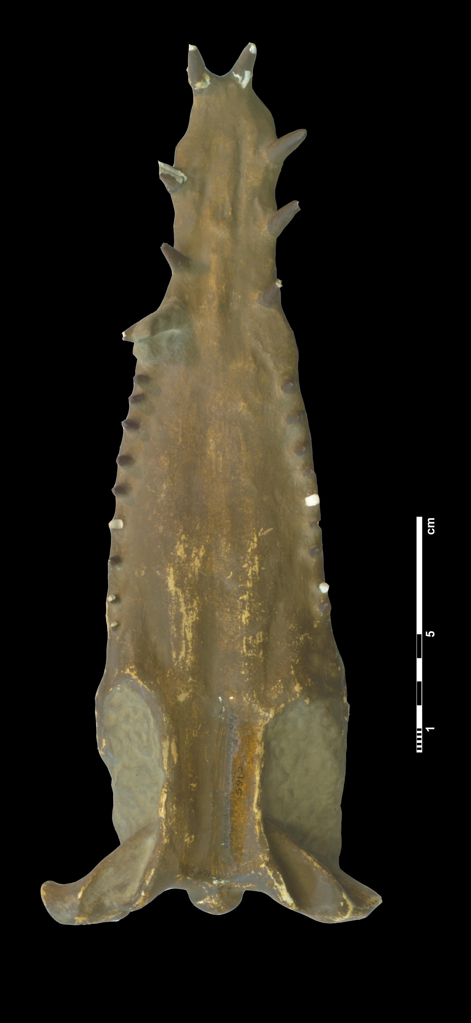 plesiosauridae_indet-2