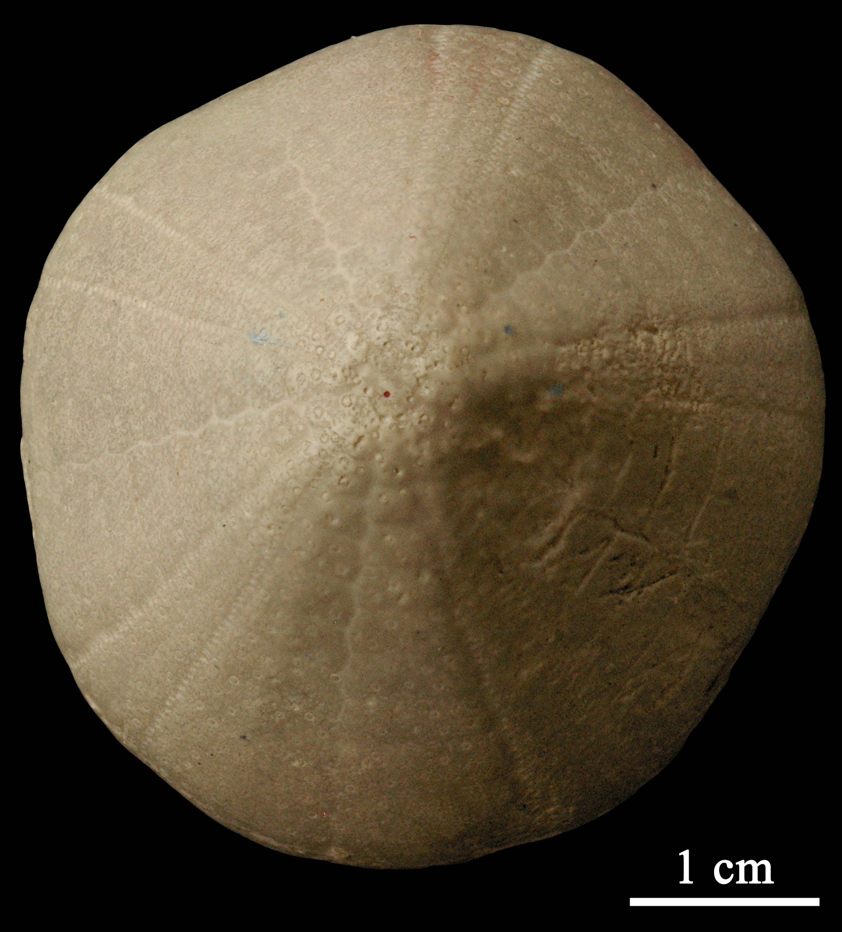 conulus-2 (UL-E 0154)