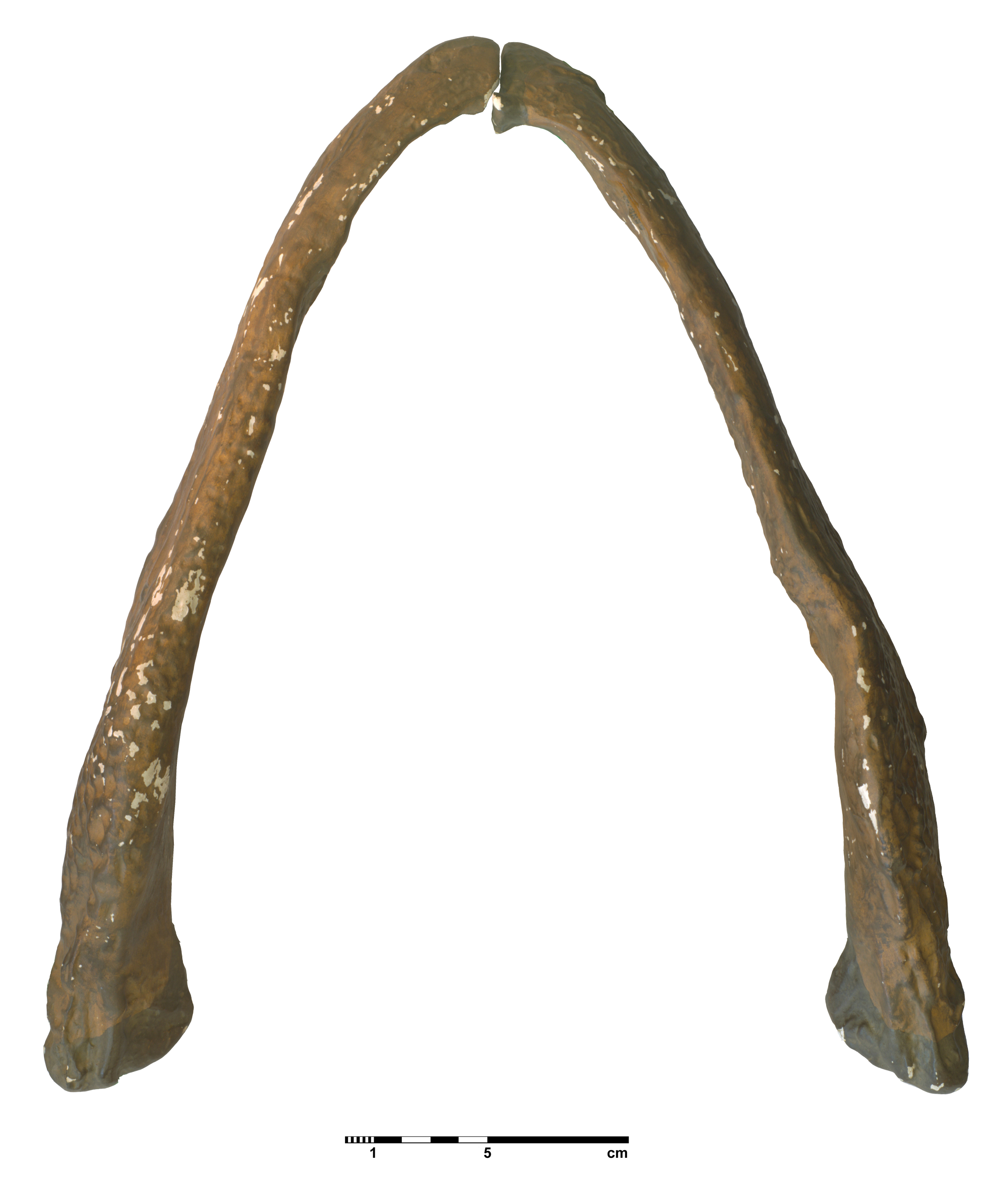 eryops_megacephalus-6 (C134)