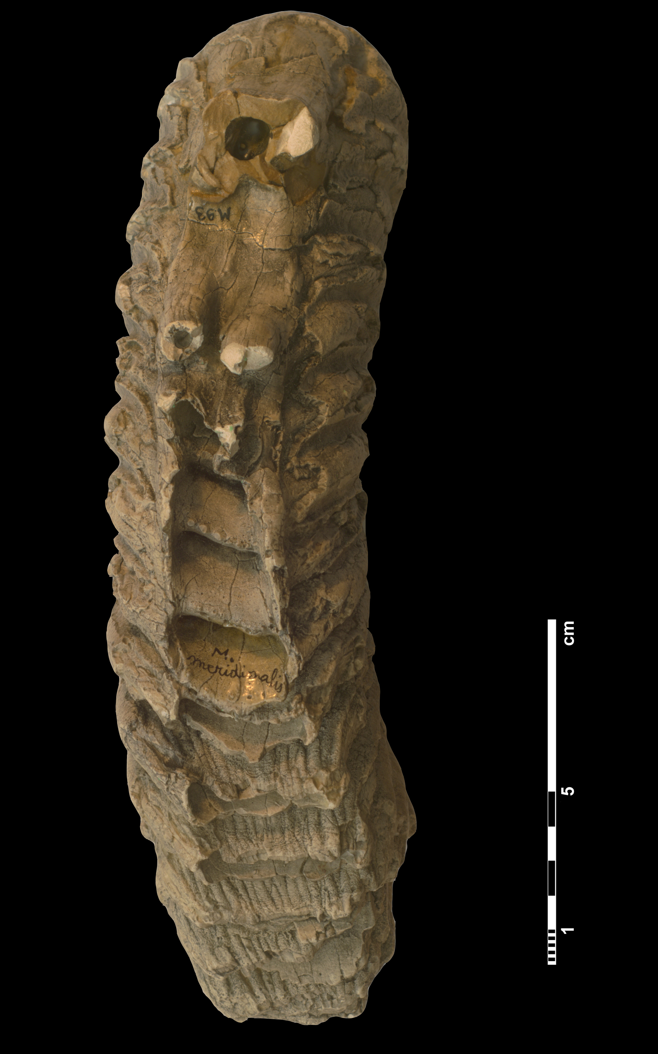mammuthus_meridionalis-4 (M93)