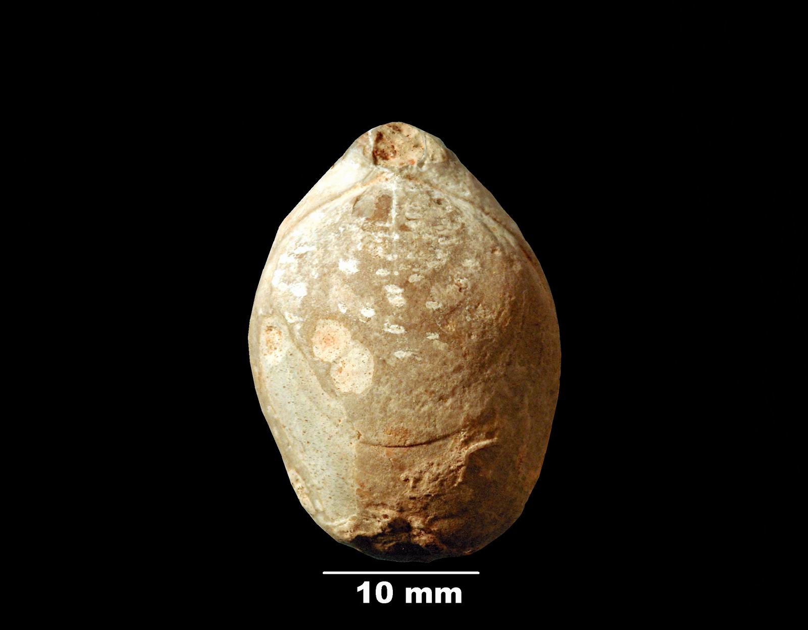 ornithella-1 (UL-B 00039)