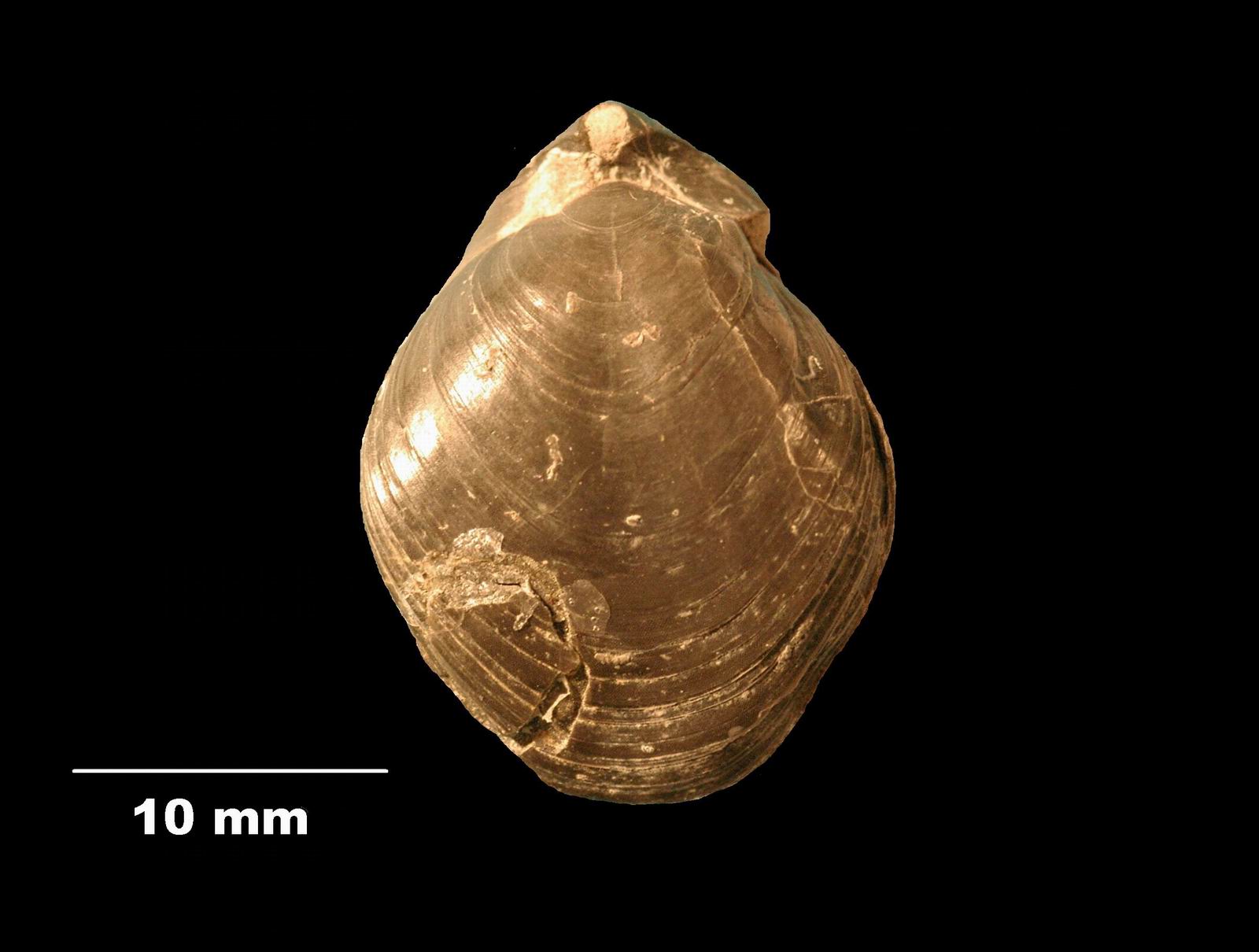 aulacothyris_impressa-1 (UL-B 00037)