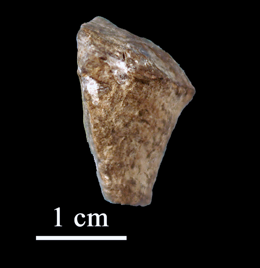 calceola_sandalina-3 (UL-C 0039)