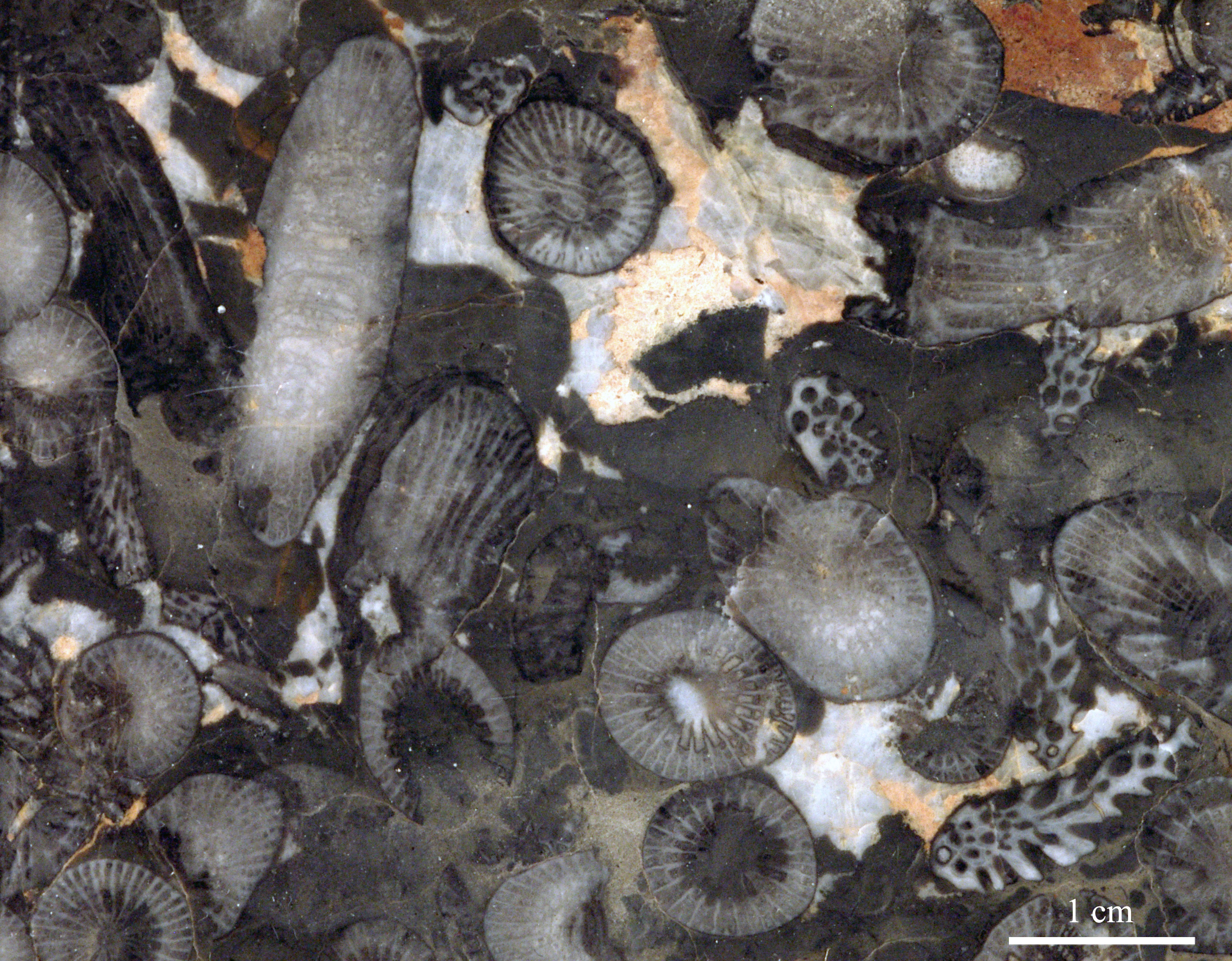 disphyllum-6 (UL-C 0001)