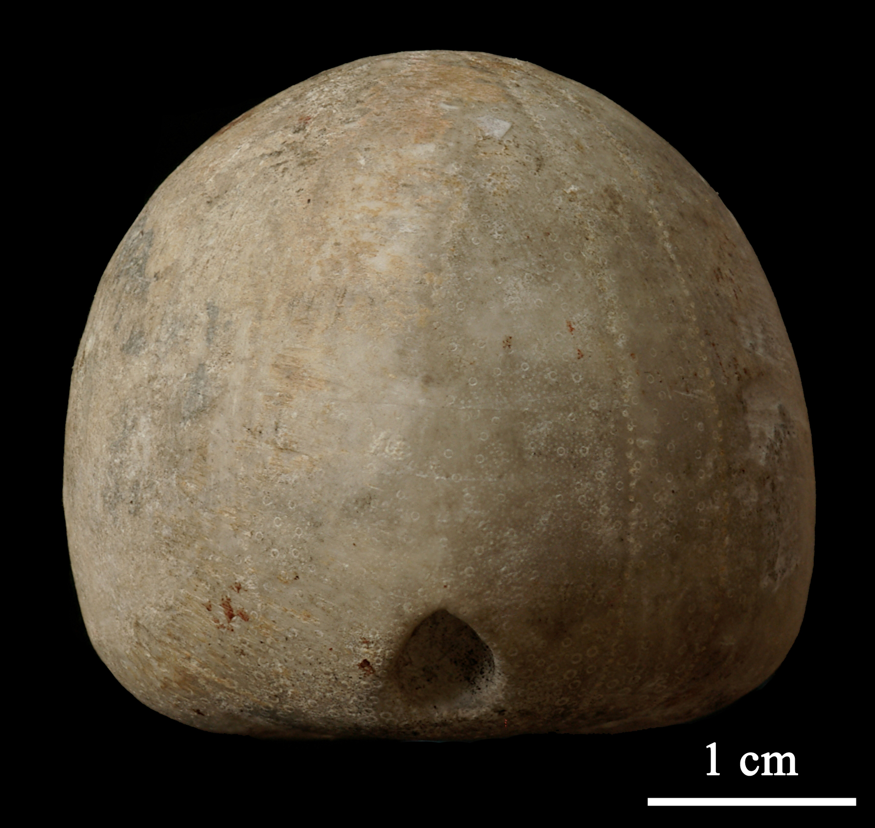 galerites-1 (UL-E 0155)