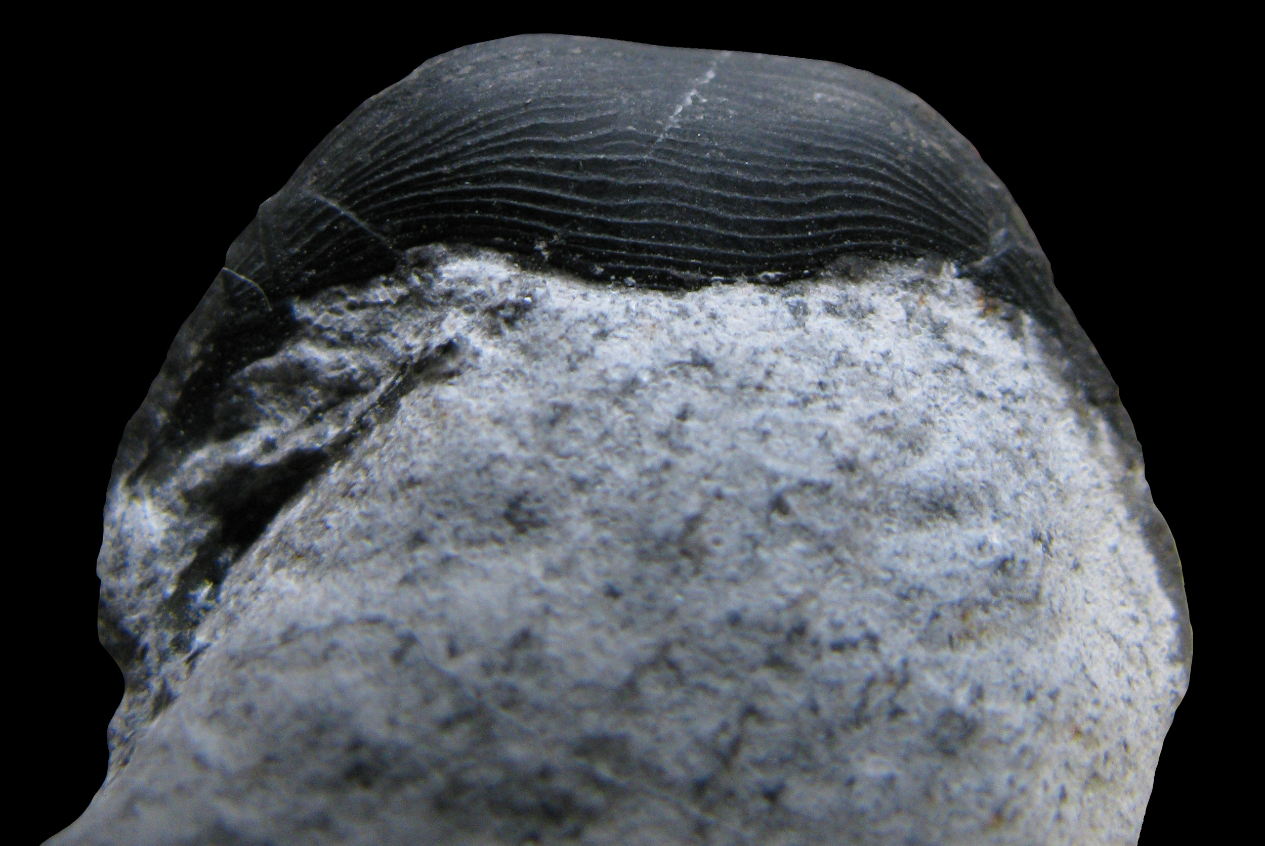 paralejurus1-6 (UL-A 0003)