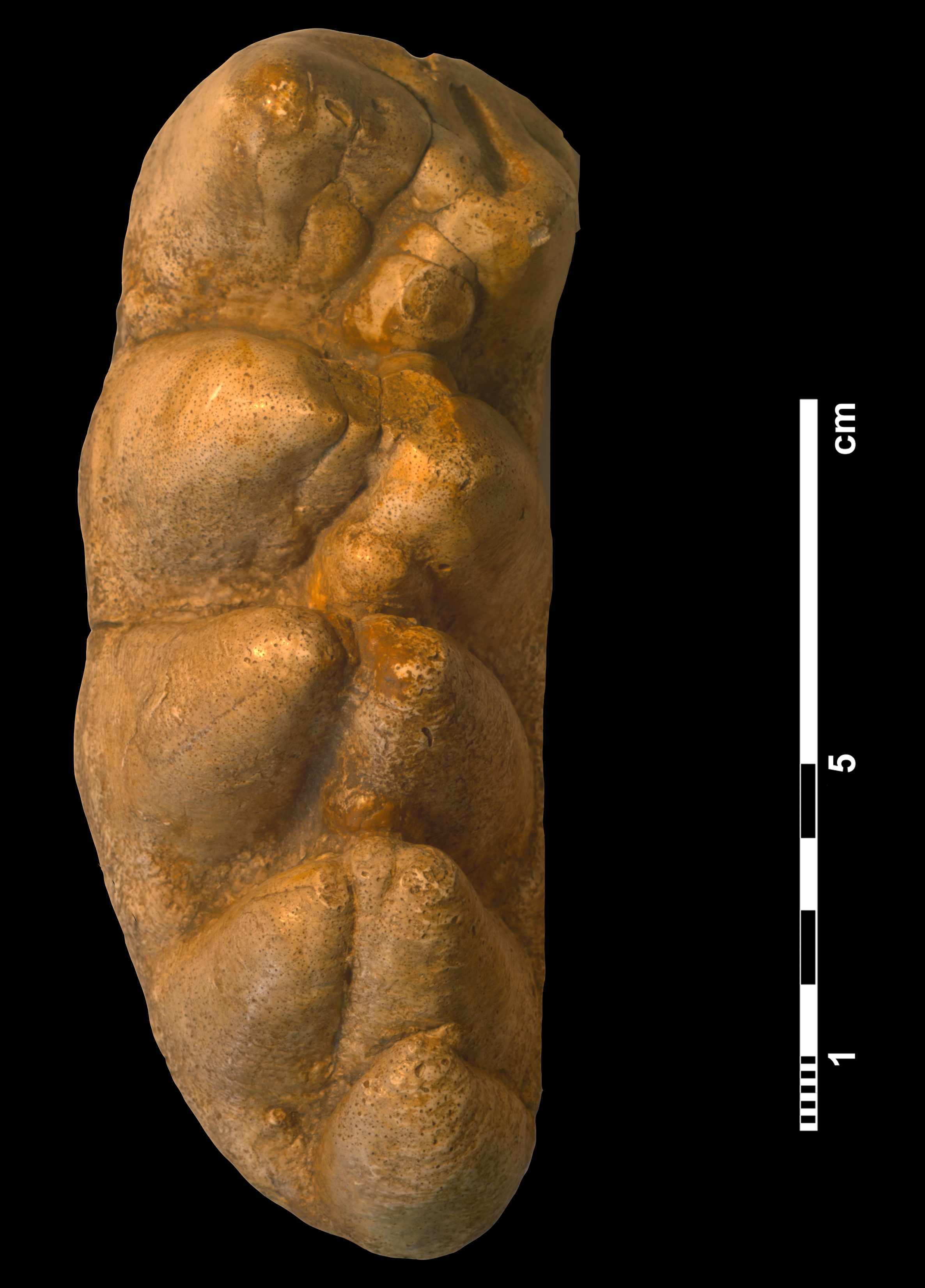 gomphotherium_angustidens-1 (M378)