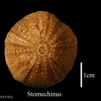 stomechinus-1 (UL-E 0190)