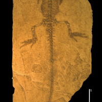 sapheosaurus_thiollieri-1 (CN37)