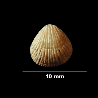 terebratulina_gracilis-2 (UL-B 00031)