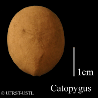 Catopygus