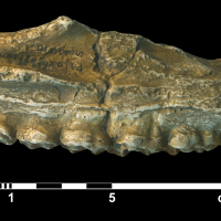 palaeotherium_crassum-2 (M40)