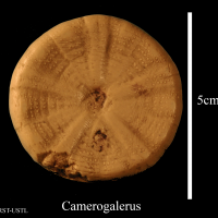 camerogalerus-2 (UL-E 0153)