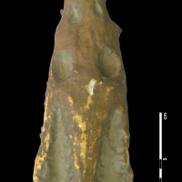 Plesiosauridae