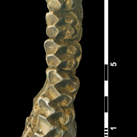 palaeotherium_crassum-3 (M40)