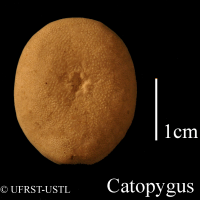 catopygus_columbarius-2 (UL-E 0118)