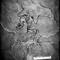 archaeopteryx_lithographica-5 (C193)