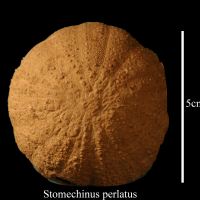 stomechinus_perlatus-1 (UL-E 0191)