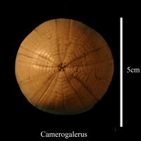 Camerogalerus