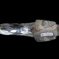 goniatite-4 (UL-M 0002)
