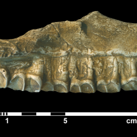 palaeotherium_crassum-1 (M40)
