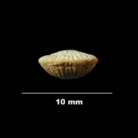 terebratulina_gracilis-4 (UL-B 00031)