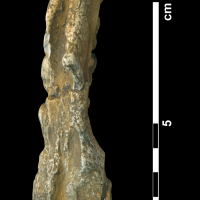 palaeotherium_crassum-4 (M40)