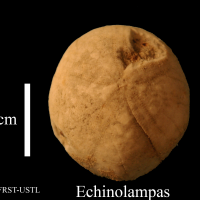Echinolampas
