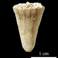 homalophyllum-2 (UL-C 0061)