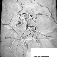 archaeopteryx_lithographica-1 (C193)