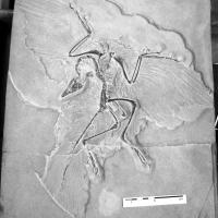 archaeopteryx_lithographica-7 (C193)